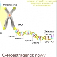 ANTI-AGING czyli biochemia młodości od strony mitochondriów i telomerów.