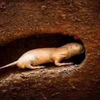 Heterocephalus glaber, czyli golec piaskowy.