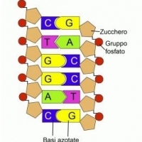 W DNA występują cztery różne zasady, które stanowią cegiełki genetycznego alfabetu: