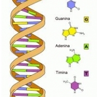 W DNA występują cztery różne zasady, które stanowią cegiełki genetycznego alfabetu: