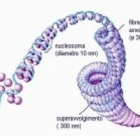 W DNA występują cztery różne zasady, które stanowią cegiełki genetycznego alfabetu: