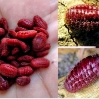 Coca Cola pod mikroskopem: fakty, które postawią kropkę nad i w odpowiedzi pić czy nie.