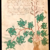 Karty z manuskryptu Wojnicza i Michał Wojnicz. Wilfrid Voynich. Część 1.