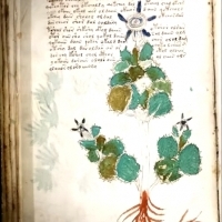 Karty z manuskryptu Wojnicza i Michał Wojnicz. Wilfrid Voynich. Część 1.