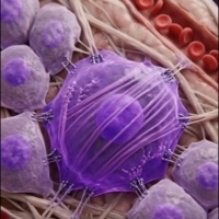 Researchers have identified a protein called AP2A1 that appears to play an important role in cellular aging.