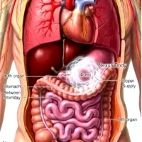 THE HUMAN BODY HAS AN ORGAN THAT WAS CLASSIFIED IN 1953. THEY JUST DECLASSIFIED IT.