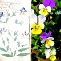 Karty z manuskryptu Wojnicza i Michał Wojnicz. Wilfrid Voynich. Część 2.