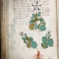 Karty z manuskryptu Wojnicza i Michał Wojnicz. Wilfrid Voynich. Część 2.
