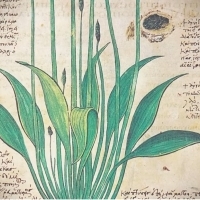 Karty z manuskryptu Wojnicza i Michał Wojnicz. Wilfrid Voynich. Część 2.