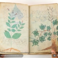 Karty z manuskryptu Wojnicza i Michał Wojnicz. Wilfrid Voynich. Część 2.